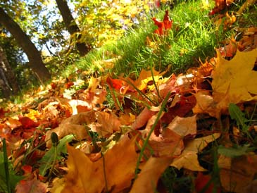 Fall Home Cleaning Checklist