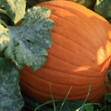 Visit a Pumpkin Patch in Flower Mound!
